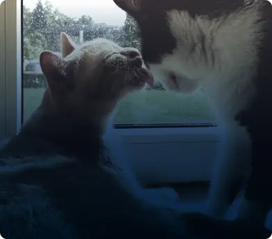 Gato gris lamiendo a un gato blanco y negro